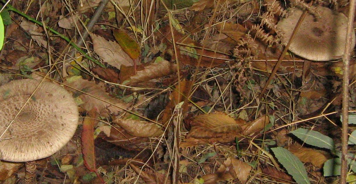 Lepiota e altro